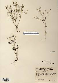 Polygala verticillata var. isocycla image