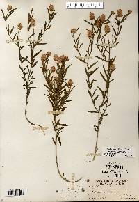 Polygala sanguinea image