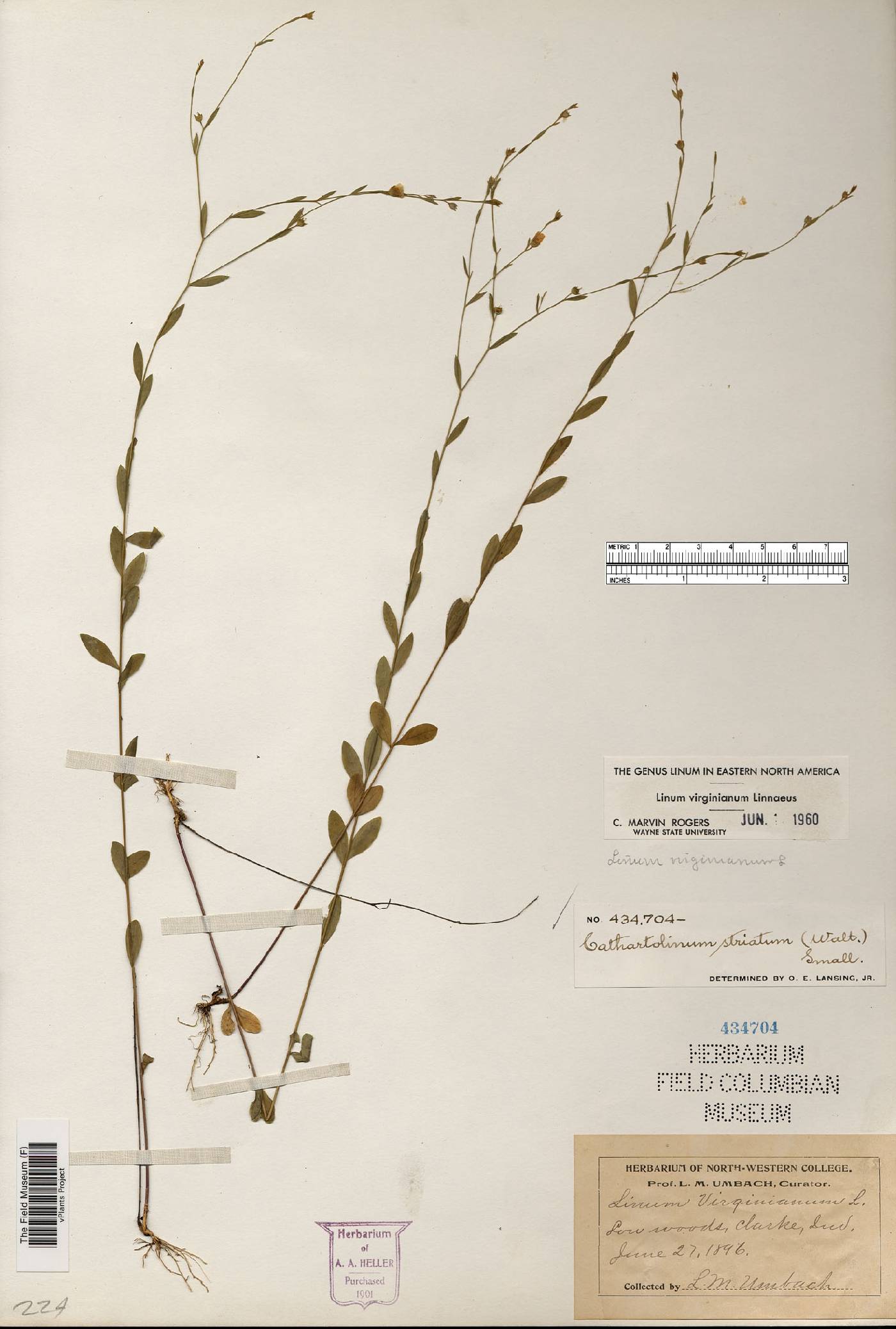 Linum virginianum image