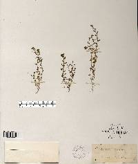 Lysimachia minima image