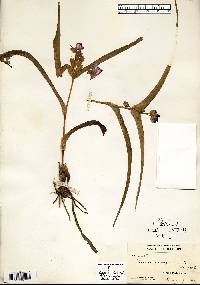 Tradescantia virginiana image