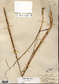 Triglochin maritima image