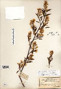 Amelanchier laevis image