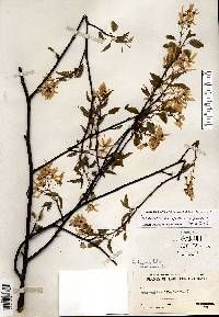 Amelanchier laevis image