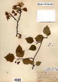 Crataegus holmesiana image