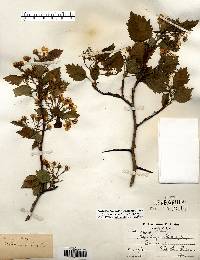 Crataegus pedicellata image