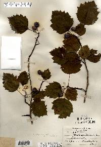 Crataegus holmesiana image