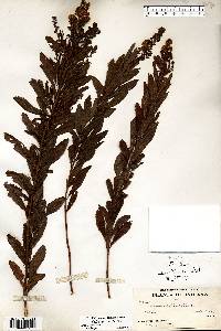 Spiraea alba image