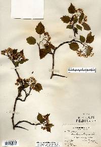 Crataegus holmesiana image