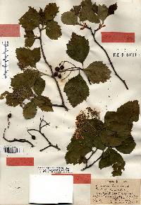 Crataegus calpodendron image