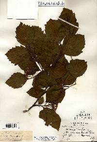 Crataegus calpodendron image