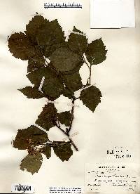 Crataegus calpodendron image