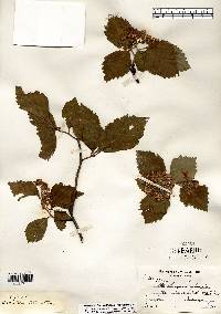 Crataegus calpodendron image