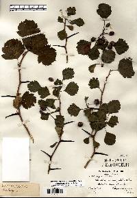 Crataegus dodgei image