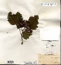 Crataegus mollis image