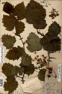 Crataegus mollis image