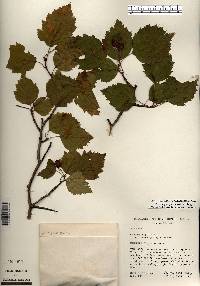 Crataegus pedicellata image