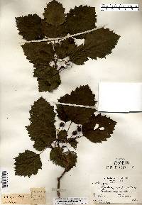 Crataegus pedicellata image
