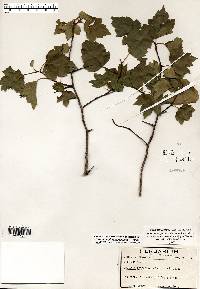 Crataegus phaenopyrum image