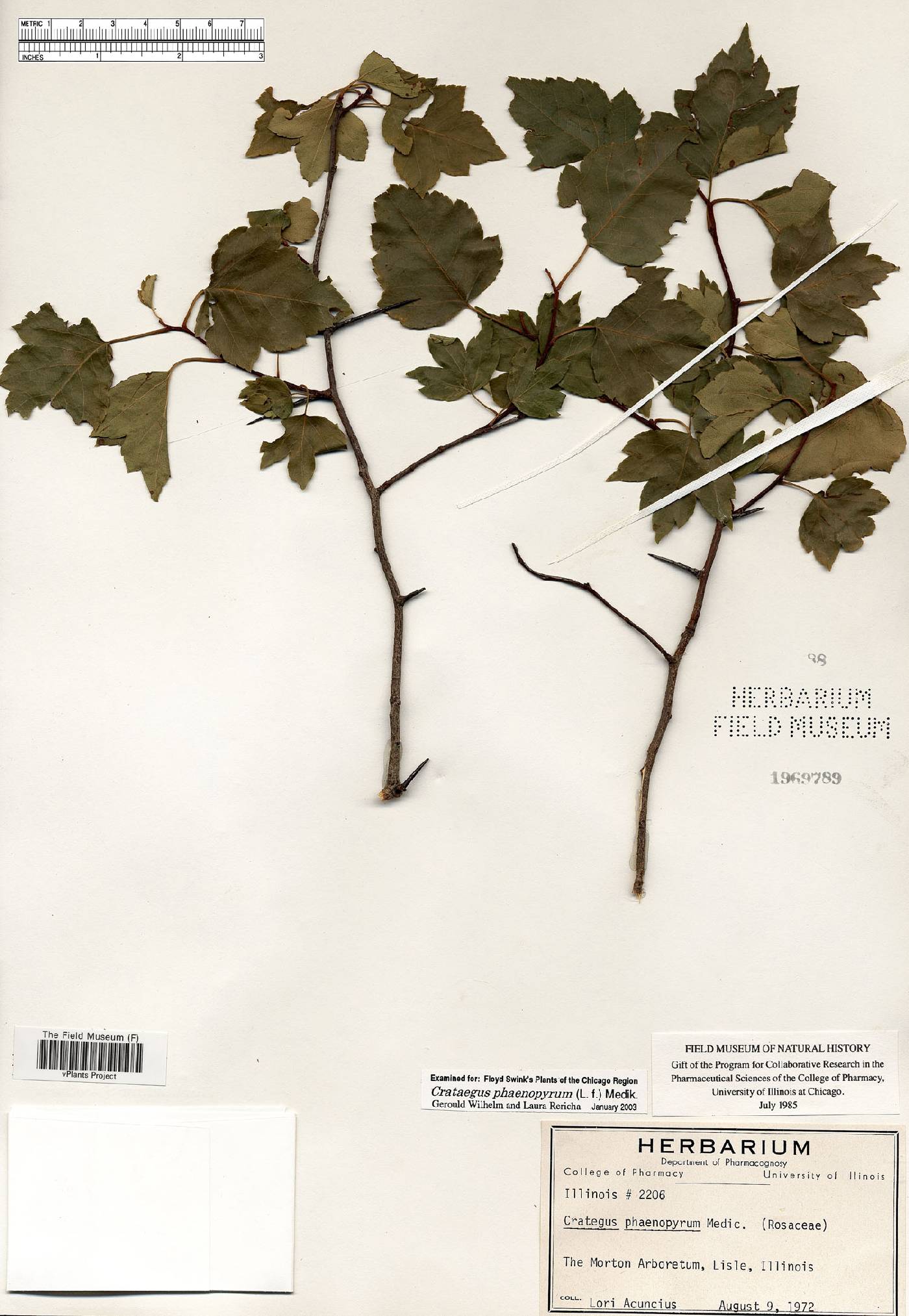 Crataegus phaenopyrum image