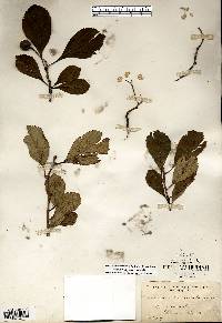 Crataegus punctata image