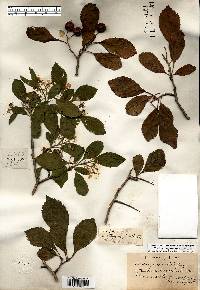 Crataegus punctata image