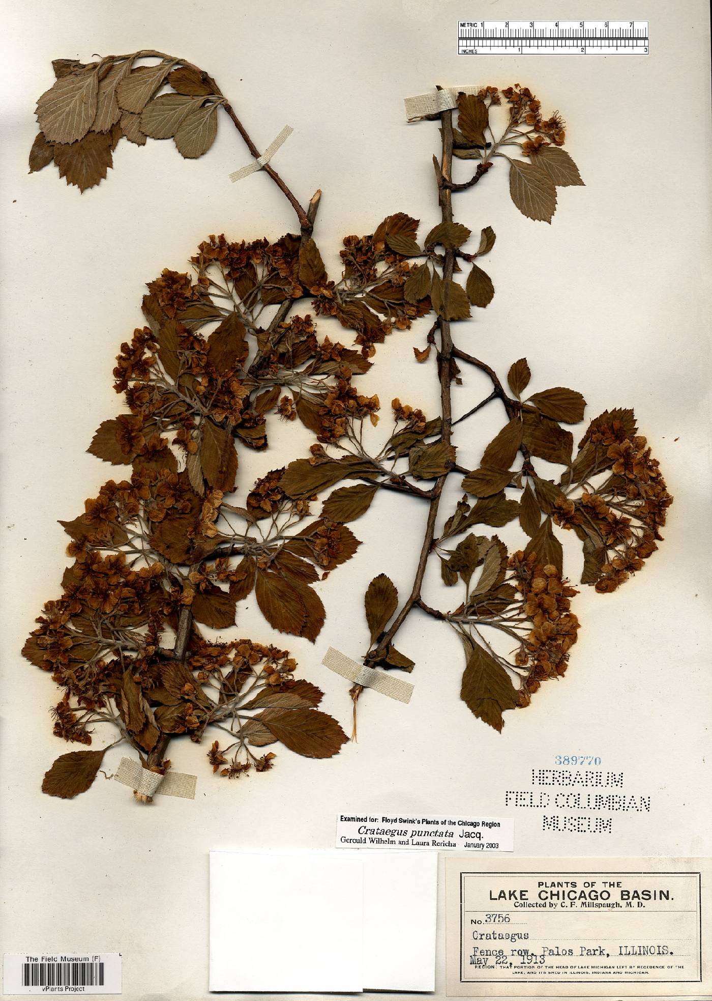 Crataegus punctata image