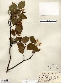 Crataegus holmesiana image