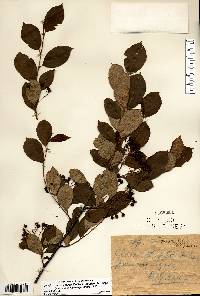 Photinia melanocarpa image