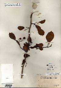 Crataegus punctata image