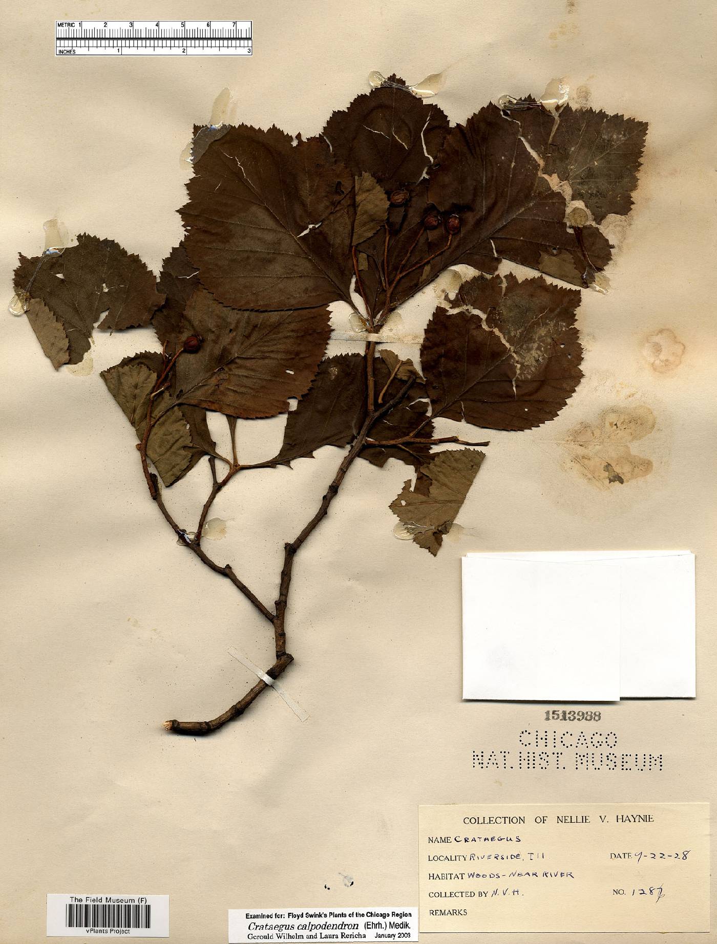 Crataegus calpodendron image