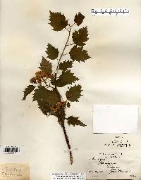 Crataegus pedicellata image