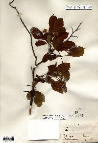 Crataegus punctata image