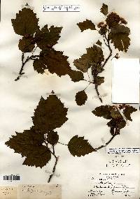 Crataegus holmesiana image