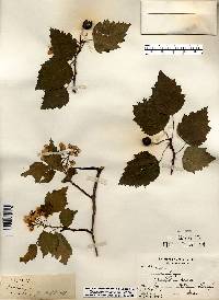 Crataegus holmesiana image