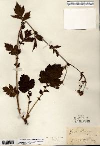 Geum aleppicum image