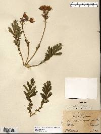 Geum triflorum image