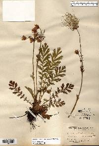 Geum triflorum image