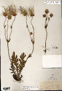 Geum triflorum image