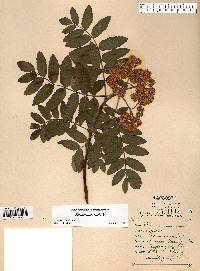 Sorbus aucuparia image