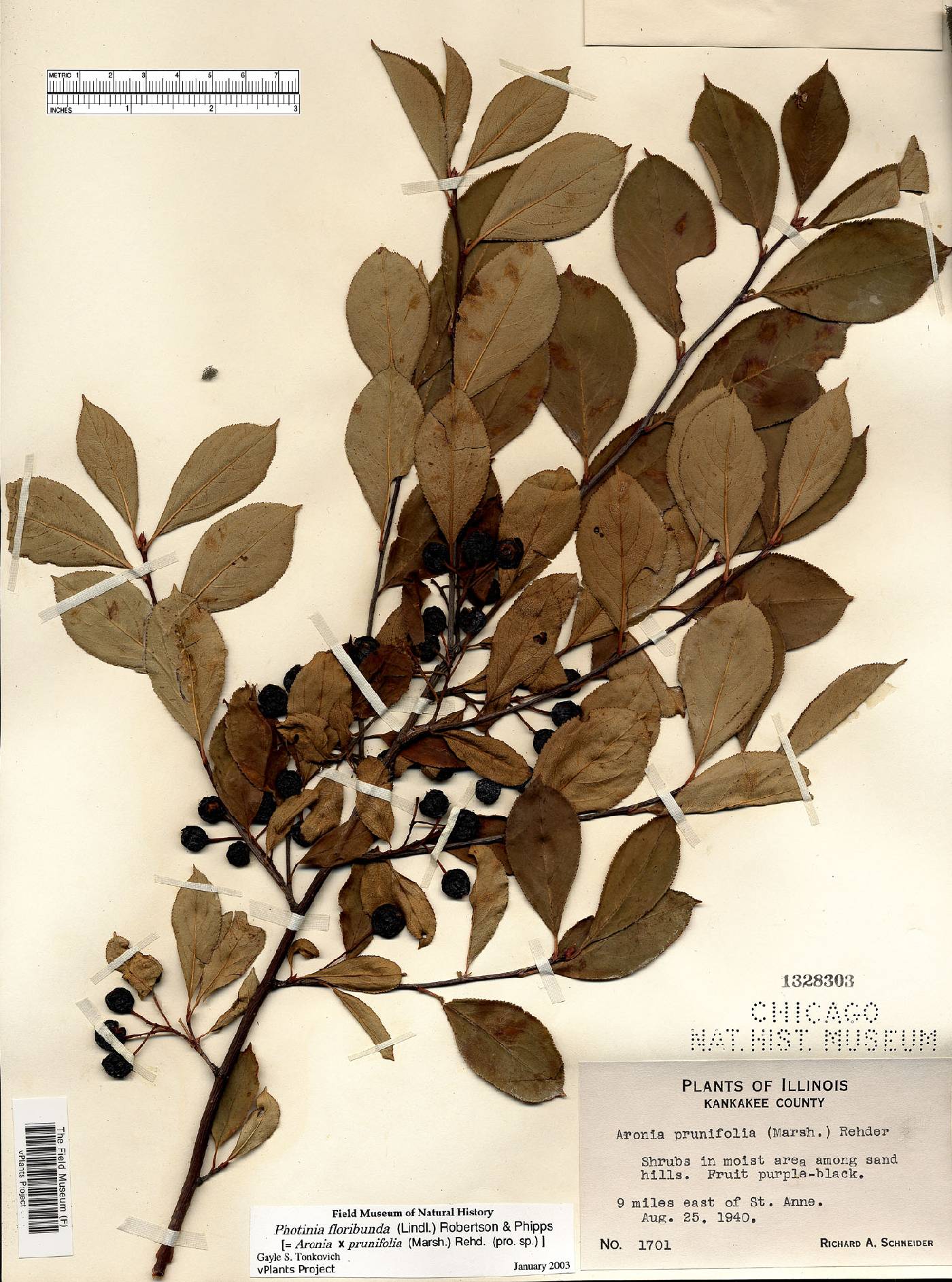 Photinia floribunda image