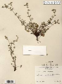 Potentilla argentea image