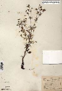 Potentilla argentea image