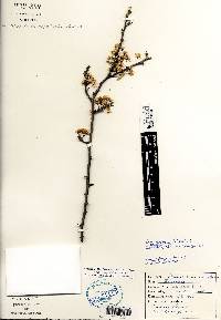 Prunus angustifolia image