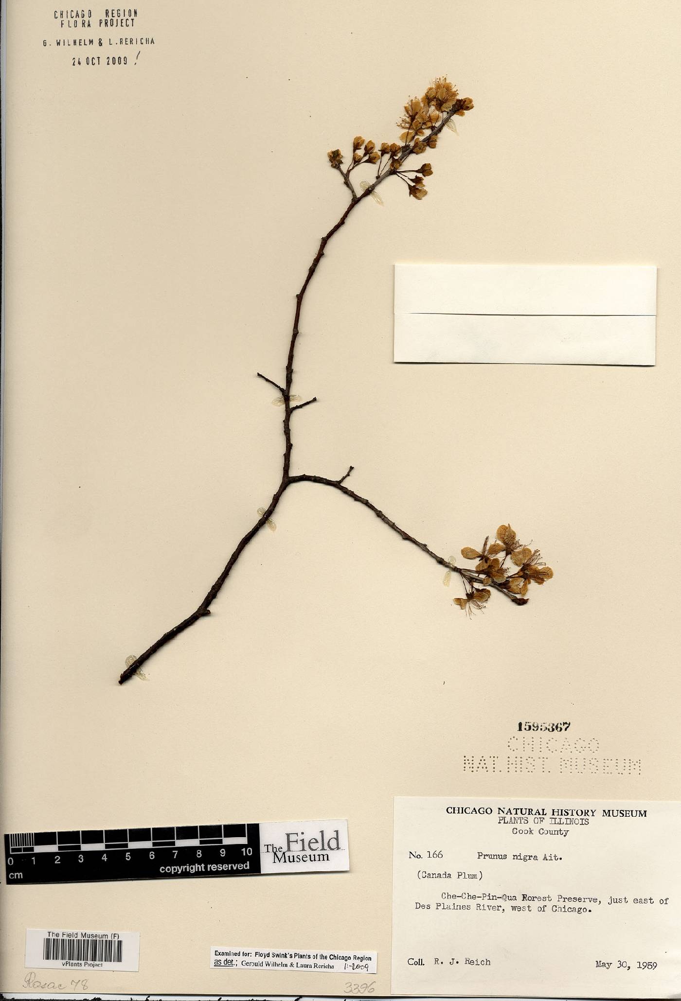 Prunus nigra image