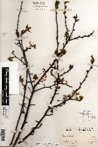 Prunus nigra image