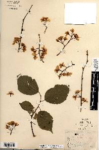 Prunus nigra image