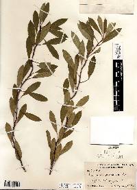 Prunus pumila image