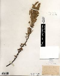 Prunus pumila image