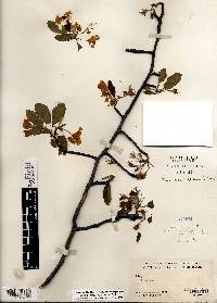 Malus ioënsis image